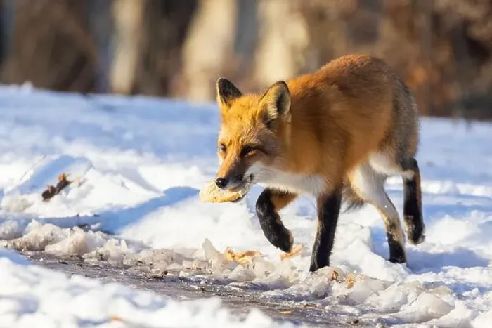 Framed Print : Red fox in Canadian winter hunting Framed Print : Red fox in Canadian winter hunting