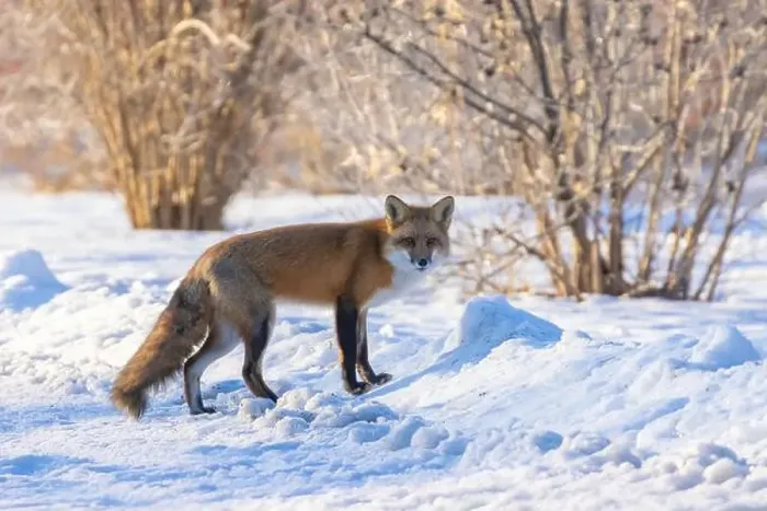Framed Print : Red fox in Canadian winter hunting Framed Print : Red fox in Canadian winter hunting