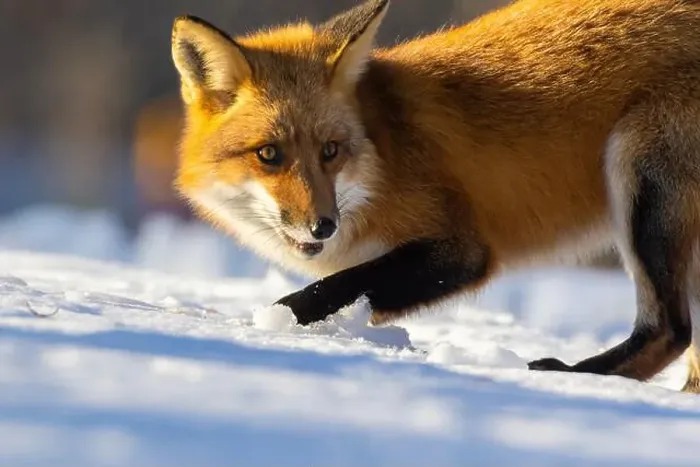 Framed Print : Red fox in Canadian winter hunting Framed Print : Red fox in Canadian winter hunting
