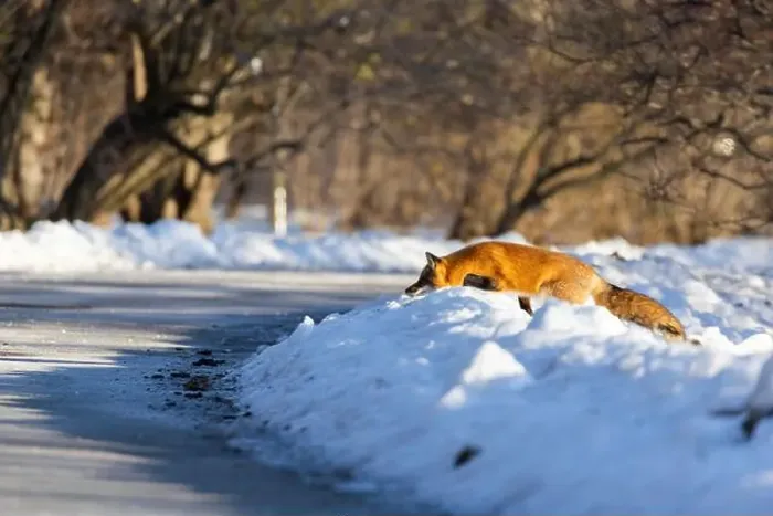 Framed Print : Red fox in Canadian winter hunting Framed Print : Red fox in Canadian winter hunting