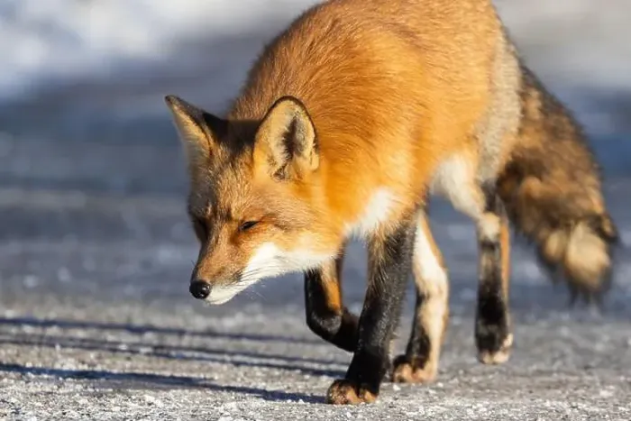 Framed Print : Red fox in Canadian winter hunting Framed Print : Red fox in Canadian winter hunting