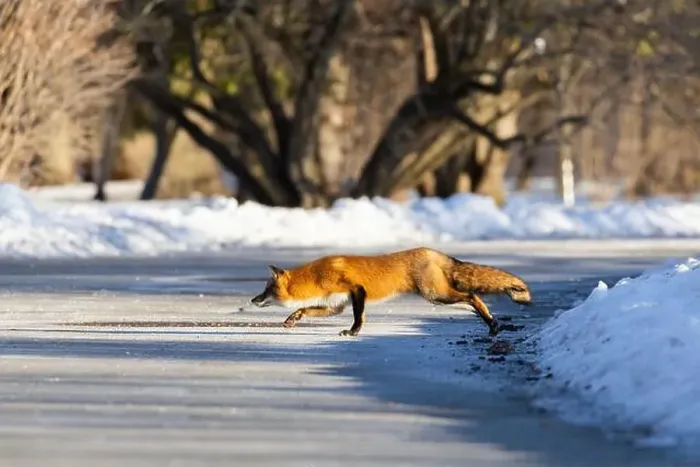 Framed Print : Red fox in Canadian winter hunting Framed Print : Red fox in Canadian winter hunting
