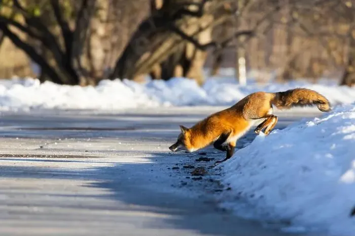 Framed Print : Red fox in Canadian winter hunting Framed Print : Red fox in Canadian winter hunting