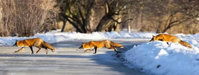 Framed Print : Red fox in Canadian winter hunting Framed Print : Red fox in Canadian winter hunting