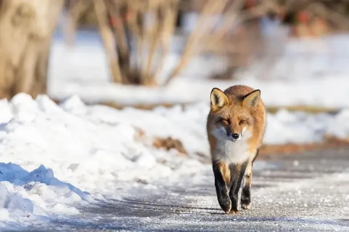 Framed Print : Red fox in Canadian winter hunting Framed Print : Red fox in Canadian winter hunting