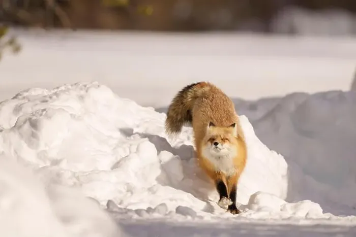 Framed Print : Red Fox Exploring Snowy Landscape in Winter Framed Print : Red Fox Exploring Snowy Landscape in Winter
