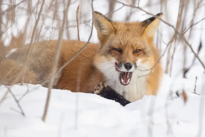 Framed Print : Red fox in harsh Canadian winter Framed Print : Red fox in harsh Canadian winter