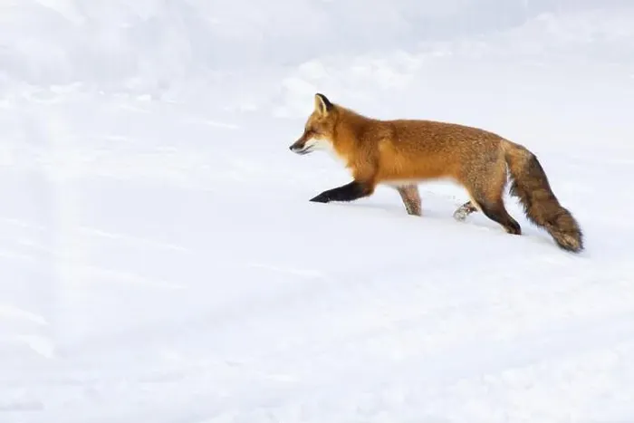 Framed Print : Red fox in harsh Canadian winter Framed Print : Red fox in harsh Canadian winter