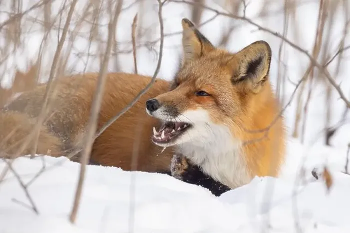 Framed Print : Red fox in harsh Canadian winter Framed Print : Red fox in harsh Canadian winter