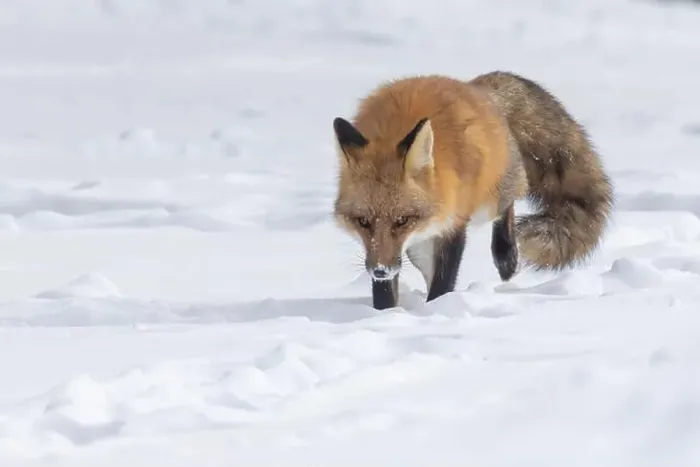Framed Print : Red fox in harsh Canadian winter Framed Print : Red fox in harsh Canadian winter