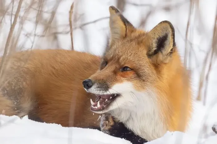 Framed Print : Red fox in harsh Canadian winter Framed Print : Red fox in harsh Canadian winter