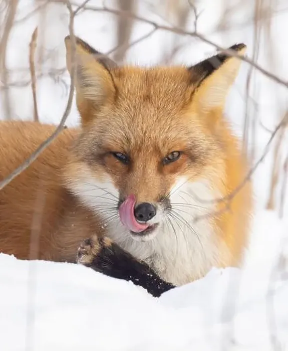 Framed Print : Red fox in harsh Canadian winter Framed Print : Red fox in harsh Canadian winter