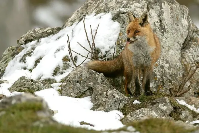 Framed Print : Red fox in a high mountain area on a very snowy day with the last light of a cold winter day Framed Print : Red fox in a high mountain area on a very snowy day with the last light of a cold winter day