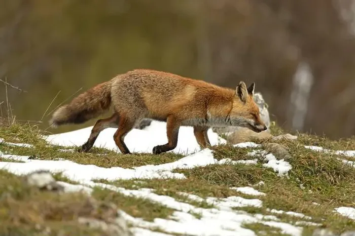 Framed Print : Red fox in a high mountain area on a very snowy day with the last light of a cold winter day Framed Print : Red fox in a high mountain area on a very snowy day with the last light of a cold winter day