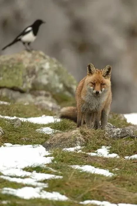 Framed Print : Red fox in a high mountain area on a very snowy day with the last light of a cold winter day Framed Print : Red fox in a high mountain area on a very snowy day with the last light of a cold winter day