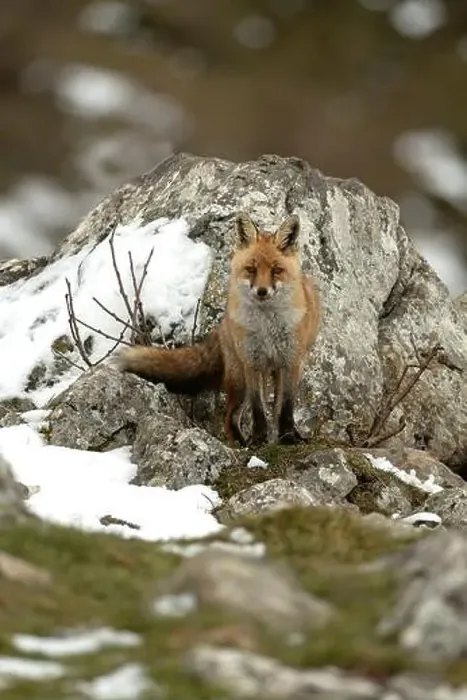 Framed Print : Red fox in a high mountain area on a very snowy day with the last light of a cold winter day Framed Print : Red fox in a high mountain area on a very snowy day with the last light of a cold winter day