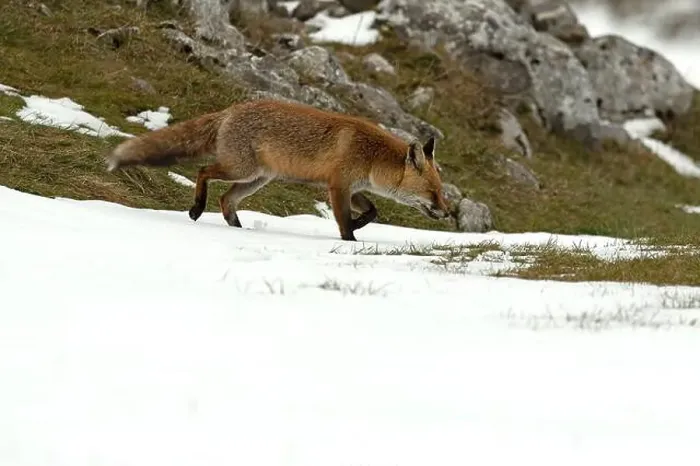 Framed Print : Red fox in a high mountain area on a very snowy day with the last light of a cold winter day Framed Print : Red fox in a high mountain area on a very snowy day with the last light of a cold winter day