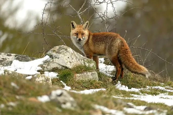 Framed Print : Red fox in a high mountain area on a very snowy day with the last light of a cold winter day Framed Print : Red fox in a high mountain area on a very snowy day with the last light of a cold winter day