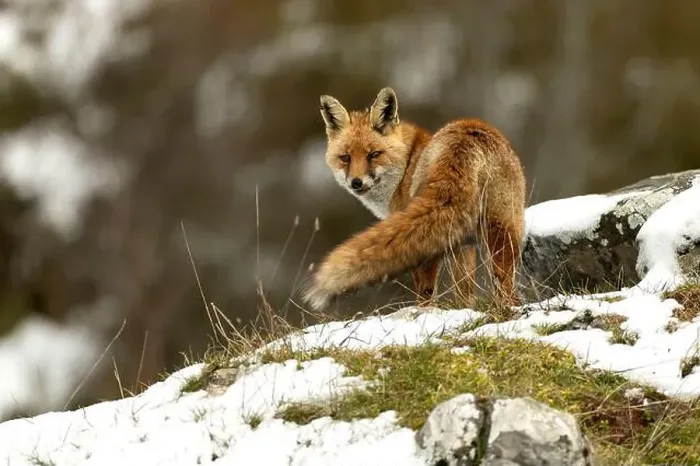 Framed Print : Red fox in a high mountain area on a very snowy day with the last light of a cold winter day Framed Print : Red fox in a high mountain area on a very snowy day with the last light of a cold winter day