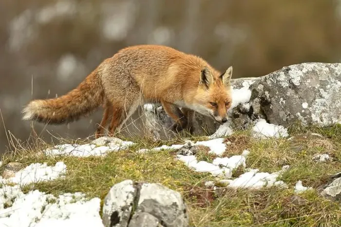 Framed Print : Red fox in a high mountain area on a very snowy day with the last light of a cold winter day Framed Print : Red fox in a high mountain area on a very snowy day with the last light of a cold winter day