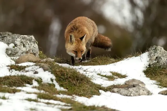 Framed Print : Red fox in a high mountain area on a very snowy day with the last light of a cold winter day Framed Print : Red fox in a high mountain area on a very snowy day with the last light of a cold winter day