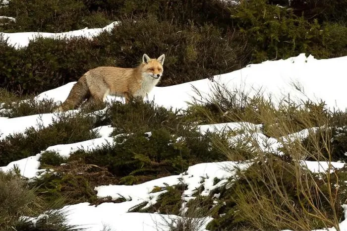 Framed Print : Red fox in a high mountain area on a very snowy day with the last light of a cold winter day Framed Print : Red fox in a high mountain area on a very snowy day with the last light of a cold winter day