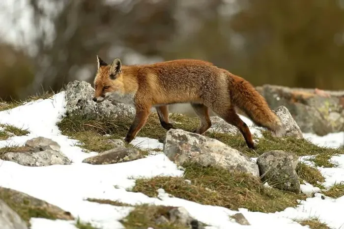 Framed Print : Red fox in a high mountain area on a very snowy day with the last light of a cold winter day Framed Print : Red fox in a high mountain area on a very snowy day with the last light of a cold winter day