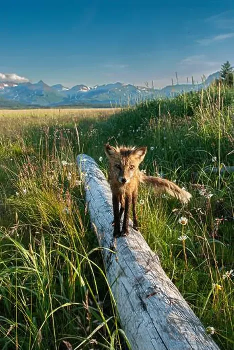 Framed Print : Red fox on log. Katmai National Park, Alaska