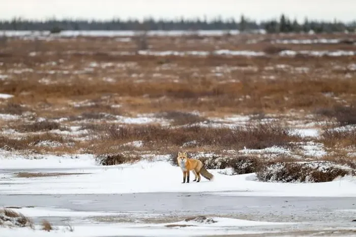 Framed Print : Red Fox looking towards the camera while standing on a frozen pond near Churchill, Manitoba Framed Print : Red Fox looking towards the camera while standing on a frozen pond near Churchill, Manitoba