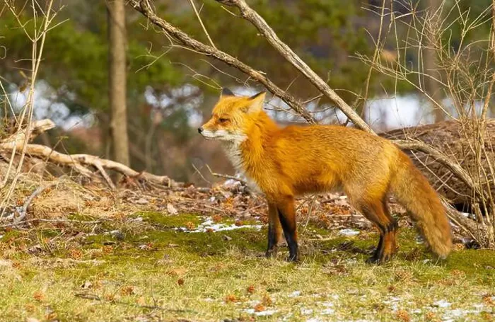 Framed Print : Red fox in New Jersey forest Framed Print : Red fox in New Jersey forest