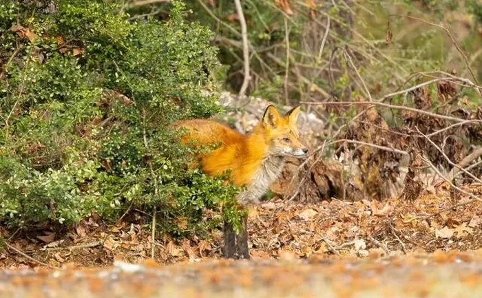 Framed Print : Red fox in New Jersey forest