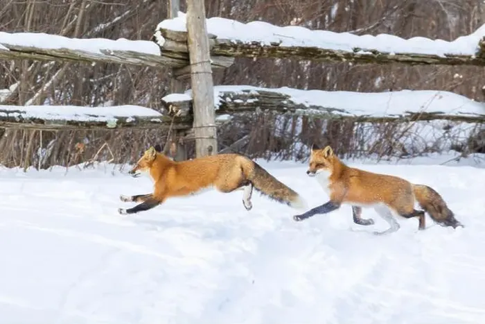 Framed Print : Red fox pair in harsh Canadian winter Framed Print : Red fox pair in harsh Canadian winter