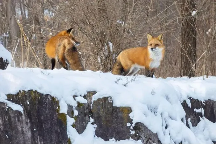 Framed Print : Red fox pair in harsh Canadian winter Framed Print : Red fox pair in harsh Canadian winter