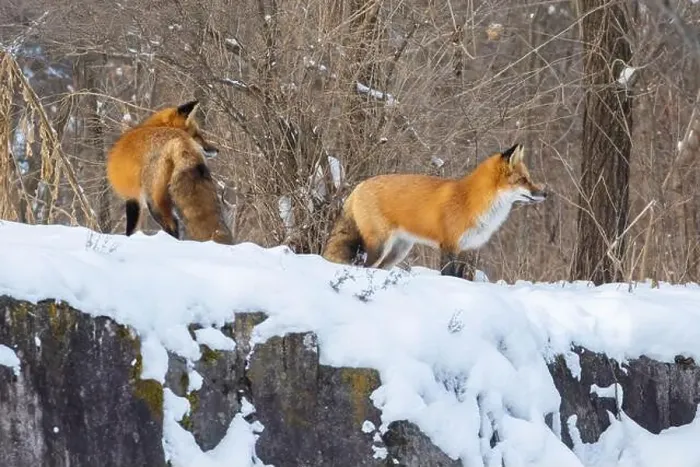 Framed Print : Red fox pair in harsh Canadian winter