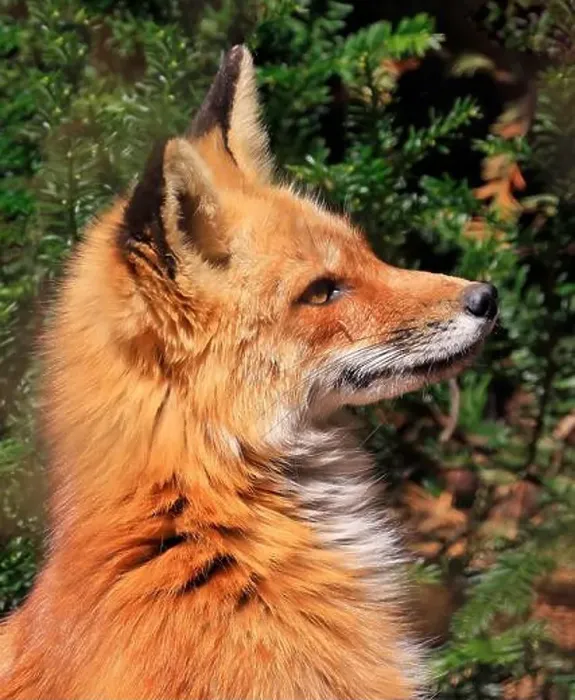 Framed Print : Red fox profile portrait close-up with green background Framed Print : Red fox profile portrait close-up with green background
