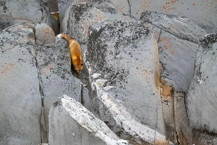 Framed Print : A red fox running down the rocky shoreline of Hudson Bay near Churchill, Manitoba, in fall Framed Print : A red fox running down the rocky shoreline of Hudson Bay near Churchill, Manitoba, in fall