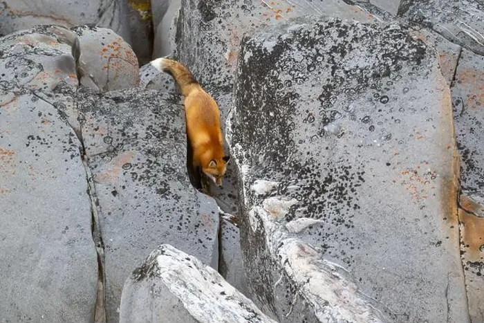 Framed Print : A red fox running down the rocky shoreline of Hudson Bay near Churchill, Manitoba, in fall