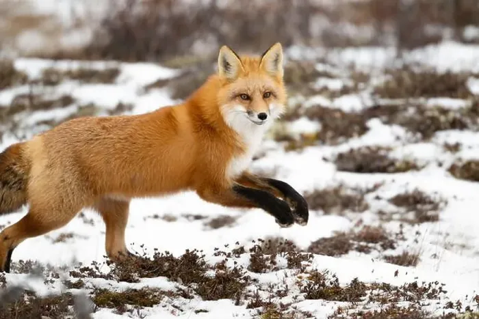 Framed Print : Red fox searching for food in a field partically covered in snow near Churchill Manitoba Framed Print : Red fox searching for food in a field partically covered in snow near Churchill Manitoba