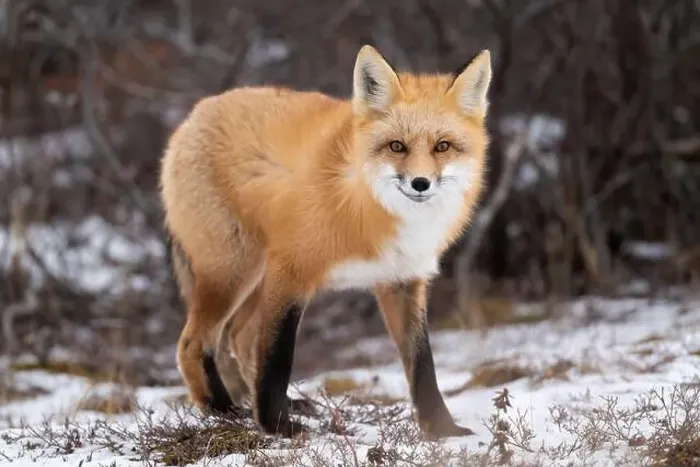 Framed Print : Red fox searching for food in a field partically covered in snow near Churchill Manitoba Framed Print : Red fox searching for food in a field partically covered in snow near Churchill Manitoba