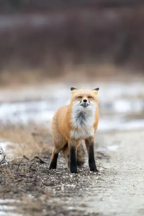 Framed Print : Red fox searching for food in a field partically covered in snow near Churchill Manitoba Framed Print : Red fox searching for food in a field partically covered in snow near Churchill Manitoba