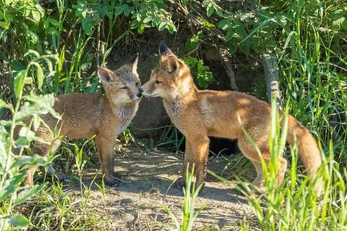Framed Print : Red fox siblings look like they are close Framed Print : Red fox siblings look like they are close
