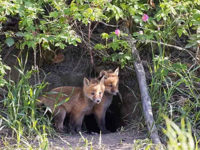 Framed Print : Red fox siblings look like they are close Framed Print : Red fox siblings look like they are close