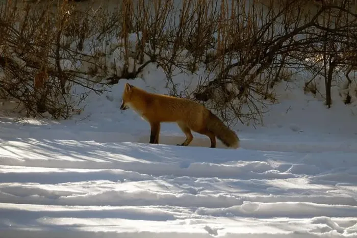 Framed Print : Red Fox standing in the snow, British Columbia, Canada Framed Print : Red Fox standing in the snow, British Columbia, Canada