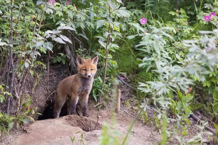 Framed Print : Red fox steps out of his den Framed Print : Red fox steps out of his den