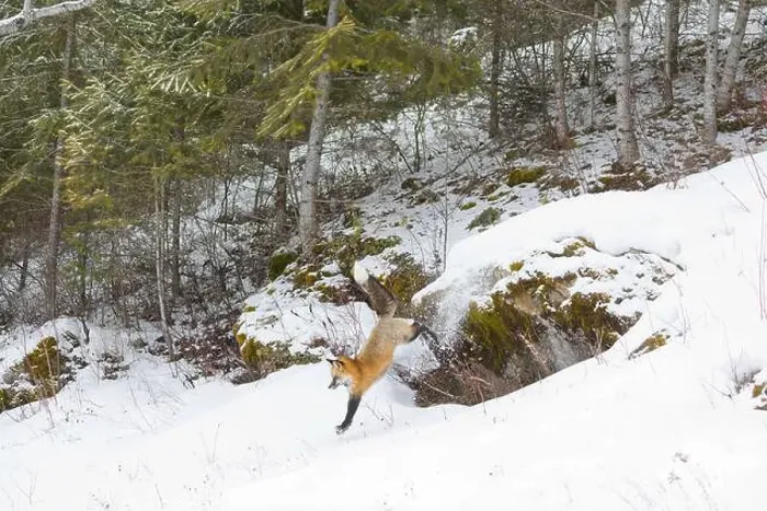 Framed Print : Red fox Vulpes vulpes, adult jumping from rock in snow, Montana, USA, March Framed Print : Red fox Vulpes vulpes, adult jumping from rock in snow, Montana, USA, March