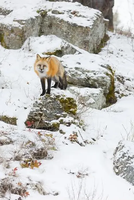 Framed Print : Red fox Vulpes vulpes, adult standing on rock in snow, Montana, USA, March Framed Print : Red fox Vulpes vulpes, adult standing on rock in snow, Montana, USA, March