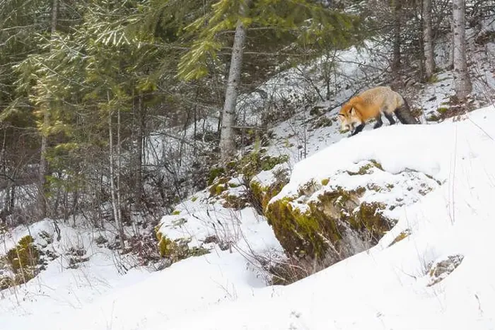 Framed Print : Red fox Vulpes vulpes, adult standing on rock in snow, Montana, USA, March Framed Print : Red fox Vulpes vulpes, adult standing on rock in snow, Montana, USA, March