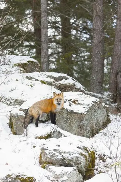 Framed Print : Red fox Vulpes vulpes, adult standing on rock in snow, Montana, USA, March Framed Print : Red fox Vulpes vulpes, adult standing on rock in snow, Montana, USA, March