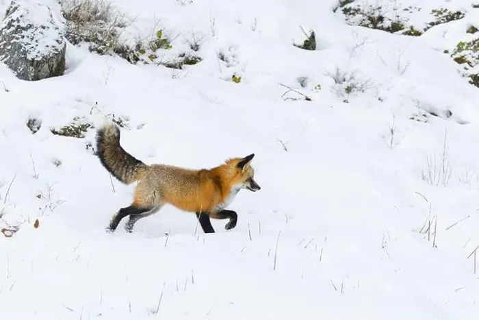 Framed Print : Red fox Vulpes vulpes, adult walking on snow, Montana, USA, March Framed Print : Red fox Vulpes vulpes, adult walking on snow, Montana, USA, March