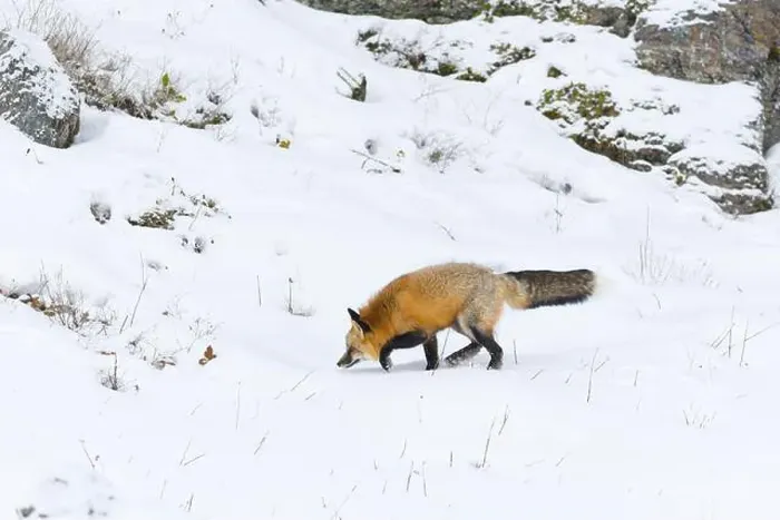 Framed Print : Red fox Vulpes vulpes, adult walking on snow, Montana, USA, March Framed Print : Red fox Vulpes vulpes, adult walking on snow, Montana, USA, March